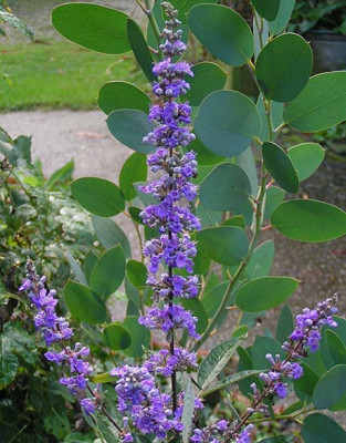 Vitex_eucalyptus.jpg