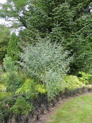 2021-08-15 Rubus tibethanus 'Silver Fern' 1.jpg