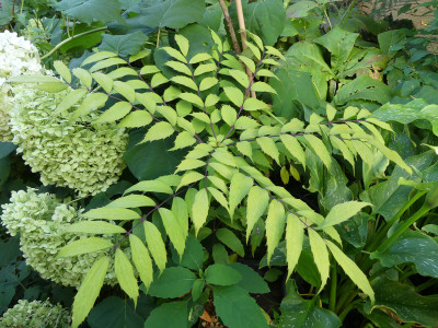 2021-08-15 Mahonia x savilliana 2.jpg