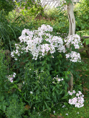 2021-08-15 Phlox 'Kirmesländler' 1.jpg