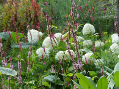 2021-08-15 Gartenimpressionen 2.jpg