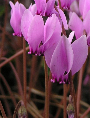 Cyclamen-Sep-1b.jpg