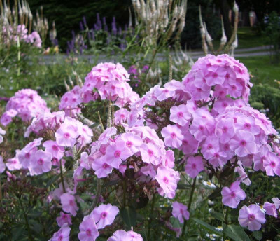 ev. Phlox Charlotte.jpg