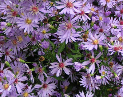 Aster_littlecarlow.jpg