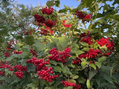 Viburnum opulus Compactum August 2021.JPG