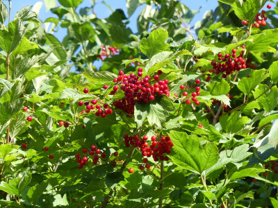 2021-08-15 Viburnum 1.jpg