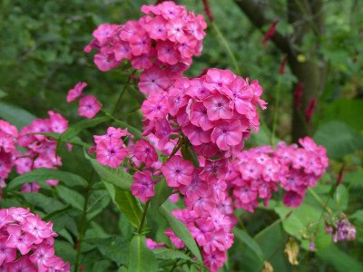 2021-08-16 Phlox 1.jpg