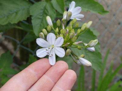2021-08-16 Agapanthus 1.jpg