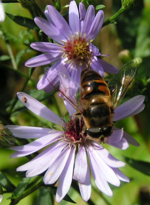 Aster_biene080904.jpg