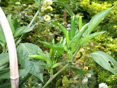 210816_falsche Carolina Reaper_2.jpg