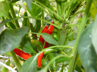 210816_falsche Carolina Reaper_3.jpg