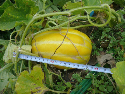 210816_Chamoe-Melone.jpg
