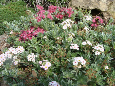 Sedum-Androsace.jpg