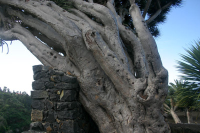La_Palma_5308.jpg