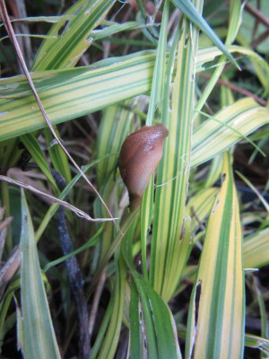 Hakonechloa_Schnecke.jpg