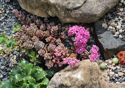 Sedum.jpg