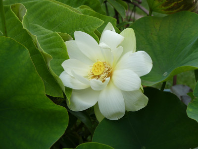 2021-08-16 Nelumbo 1.jpg