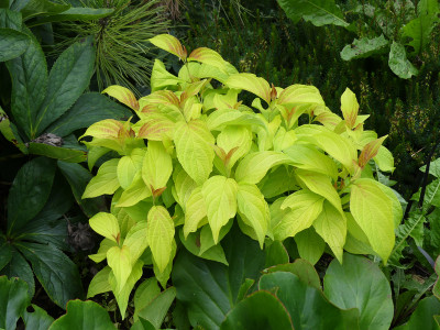 2021-08-17 Cornus sericea 'Kelsey's Gold'.jpg