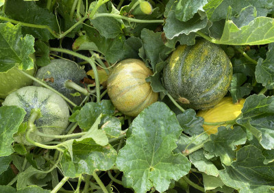 melonen.jpg