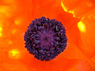 Papaver_orientale_.JPG