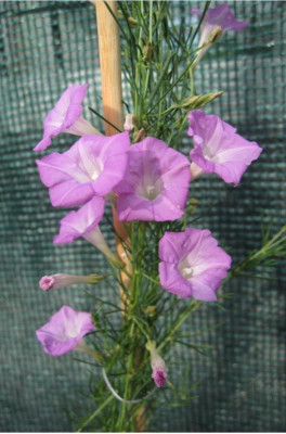 I.capillacea1.JPG