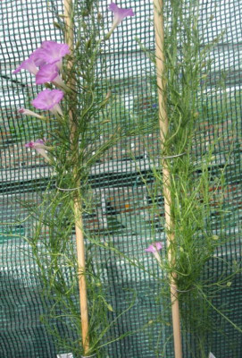 I.capillacea2.JPG