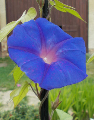 DSCN3289_Ipomoea_indica.jpg
