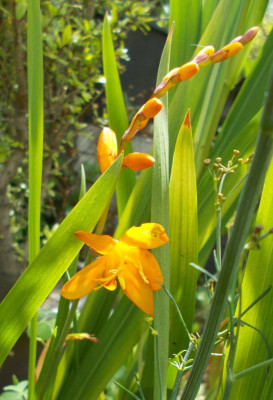 DSCN3263_Crocosmia_Columbus.jpg