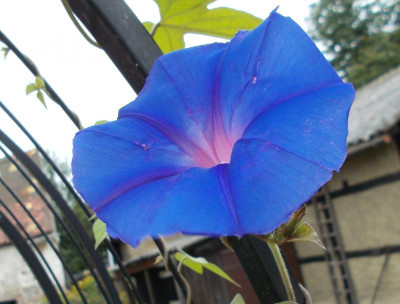 DSCN3284_Ipomoea_indica.jpg