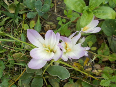 DSCN3278_Colchicum_Enigma.jpg