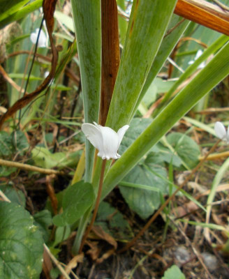 DSCN3285_Cyclamen_hederifolium_weiss.jpg