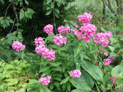 2021-08-17 Phlox 1.jpg