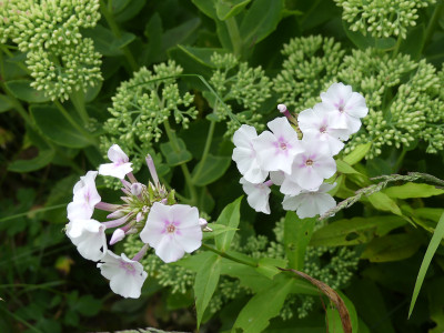 2021-08-17 Phlox 'Omas Jugendzeit' 1.jpg