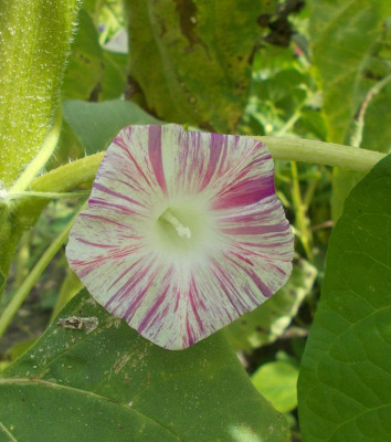 DSCN3281_Ipomoea_Pearly_Gates.jpg