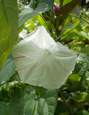 DSCN3282_Ipomoea_Pearly_Gates.jpg