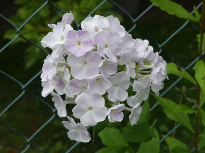 2021-08-17 Phlox 2.jpg
