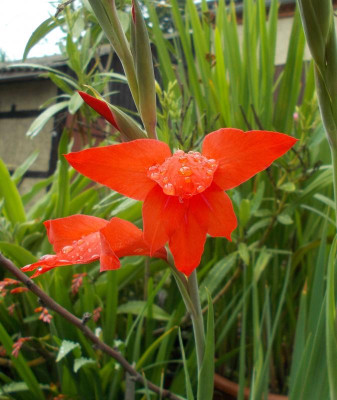 DSCN3175_Gladiolus_sp.jpg