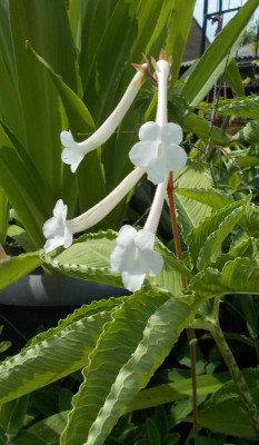 DSCN3255_Sinningia_tubiflora.jpg