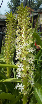 DSCN3256_Eucomis_comosum_Cornwood.jpg