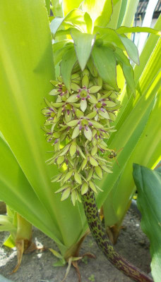 DSCN3257_Eucomis_bicolor.jpg
