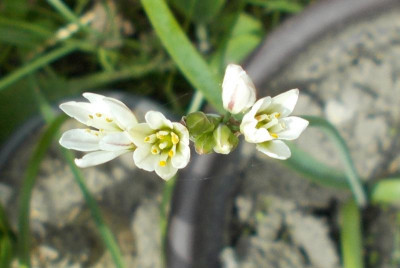 DSCN3274_Nothoscordum_gracile.jpg