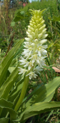 DSCN3275_Eucomis_zambesiaca.jpg