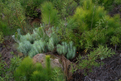 La_Palma_6608.jpg