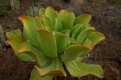 La_Palma_6708.jpg