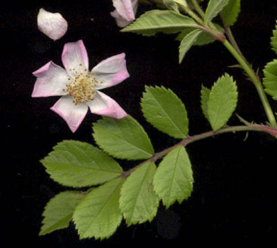 wildrose_rosa.jpg