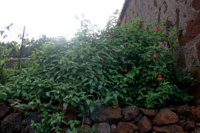 La_Palma_8108.jpg
