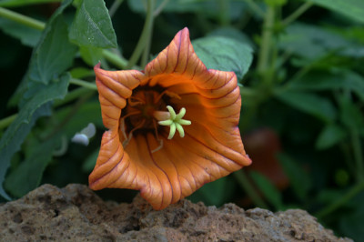 La_Palma_8208.jpg