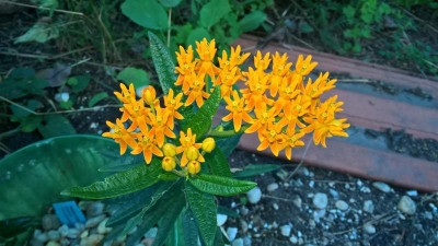 Asclepias tuberosa.jpg