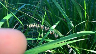 Bouteloua curtipendula Blüte.jpg