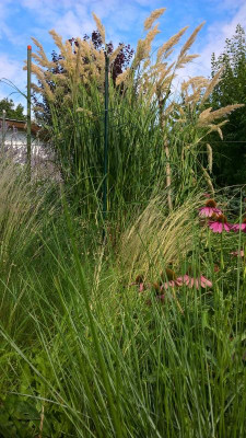 Stipa calamagrostis.jpg